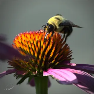 Bumblebee Sipping Echinacea