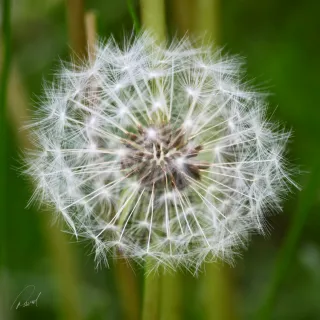 Dandilion