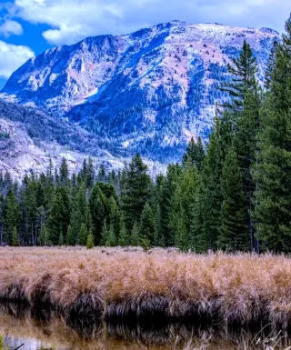 East Inlet Meadow