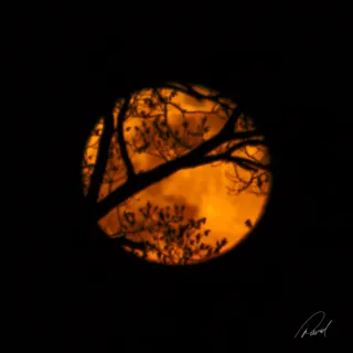 Full Moon Through a Tree