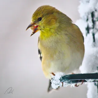 Goldfinch