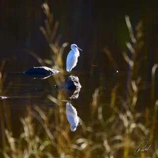 Heron Basking in Autumn Sun