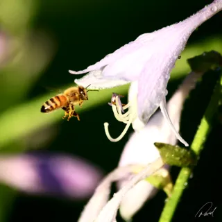 Honey Bee Visits Hosta Flower