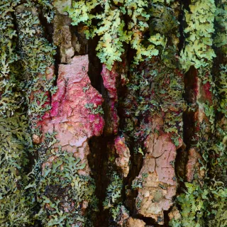 Lichen on Oak