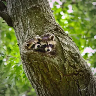 Raccoons