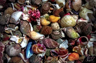 Halibut Point Tide Pool Shells