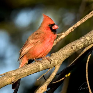 Male Cardinal Basking in the Morning Light of Early Spring
