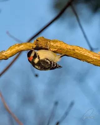 Downy Woodpecker