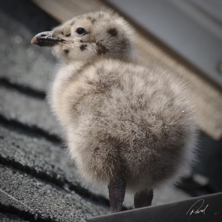 Baby Gull