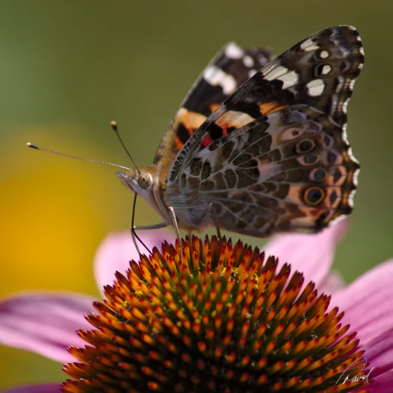 Butterfly Sipping Echinacea