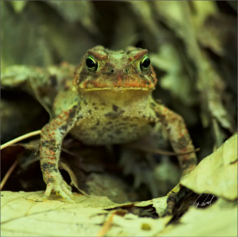 Eastern American Toad