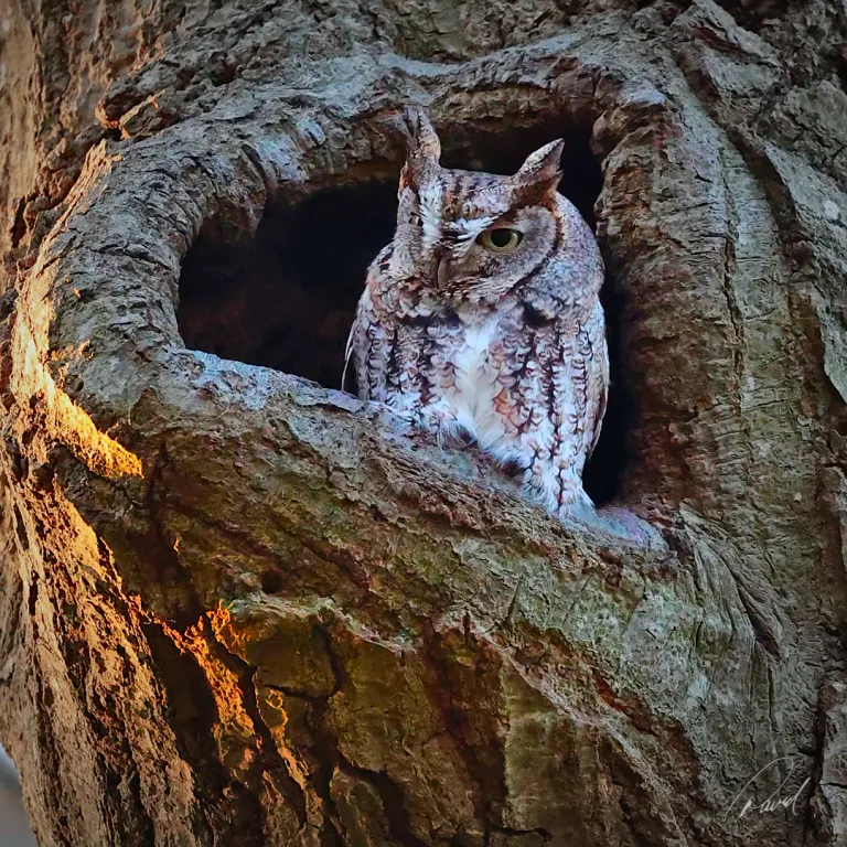 Eastern Screech Owl