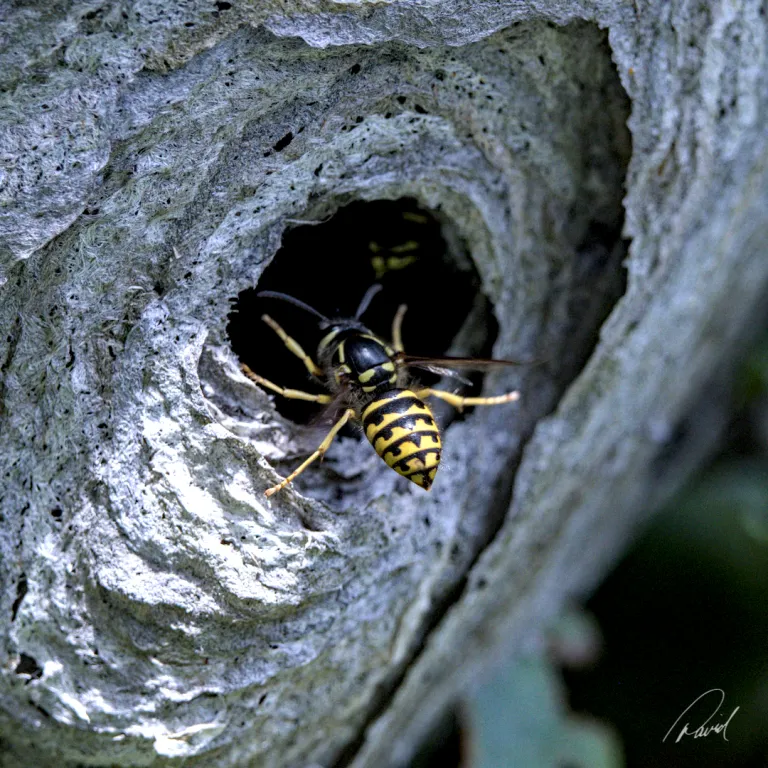 Eastern Yellowjacket Wasp