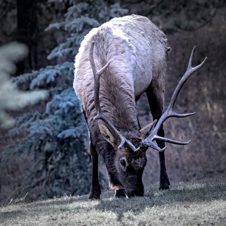 Elk Grazing