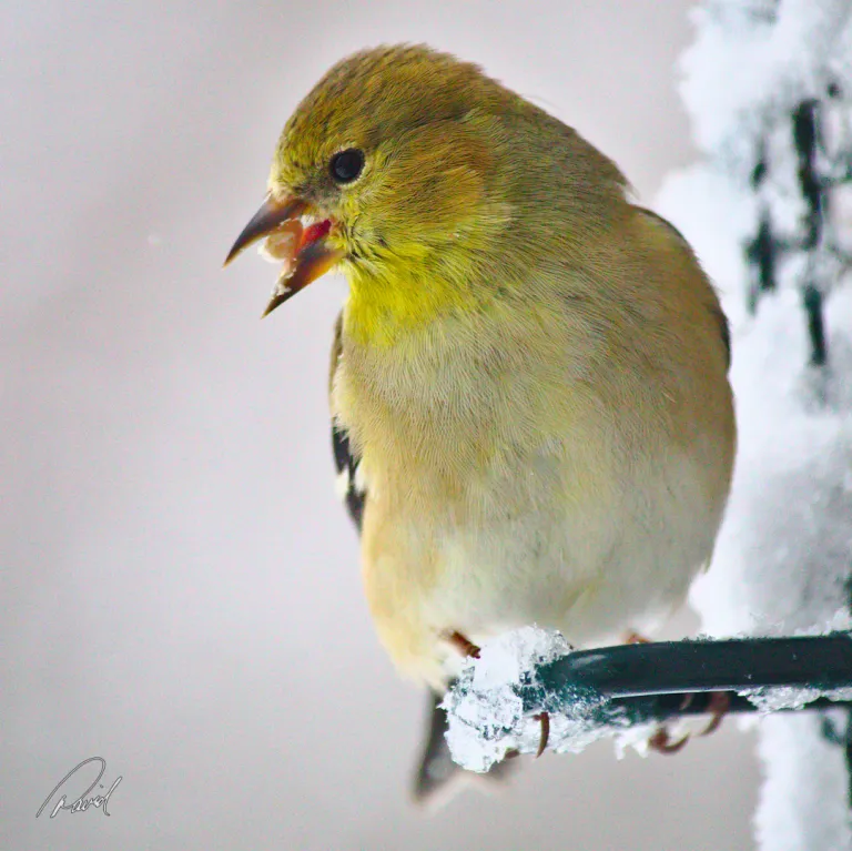 Goldfinch