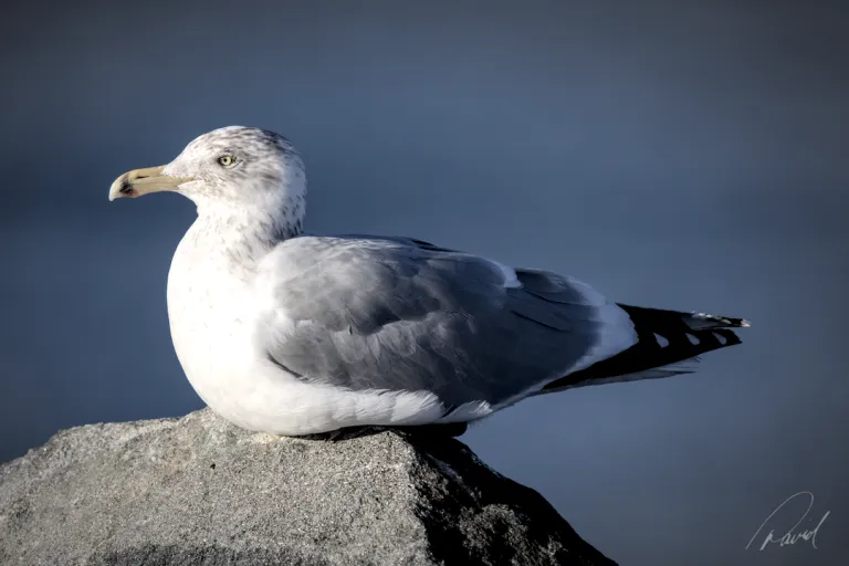 Gull at Granite Pier