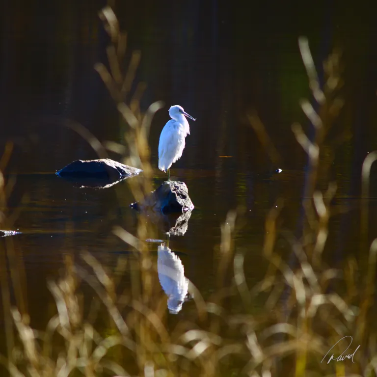 Heron Basking in Autumn Sun