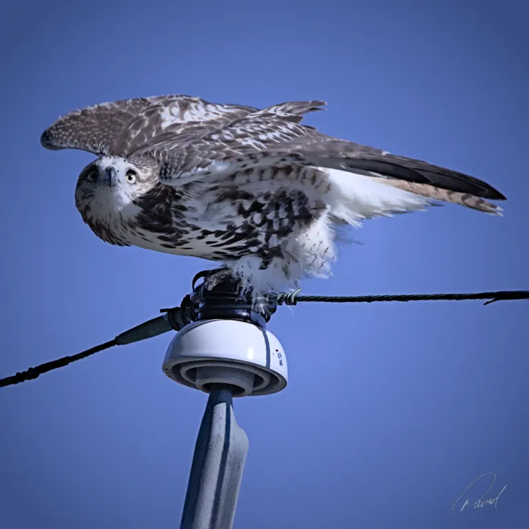 Juvenile Red-Tailed Hawk