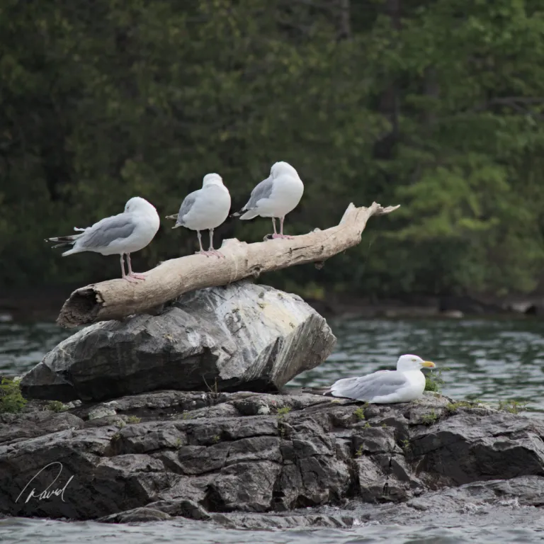 Lake Gulls