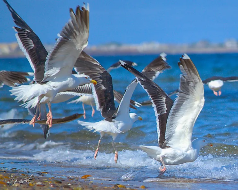 Gulls Take Flight