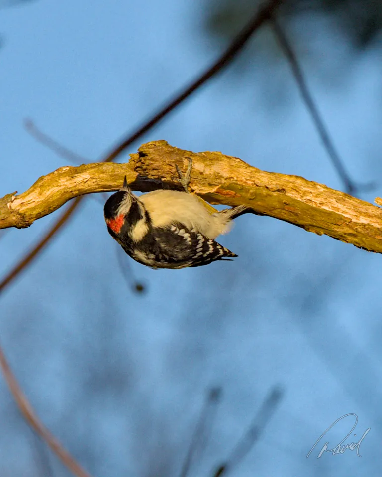 Downy Woodpecker